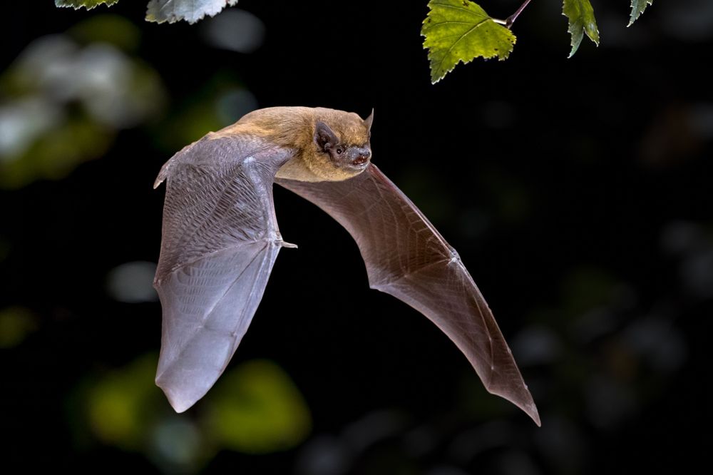 15 Dream of Bats Meanings