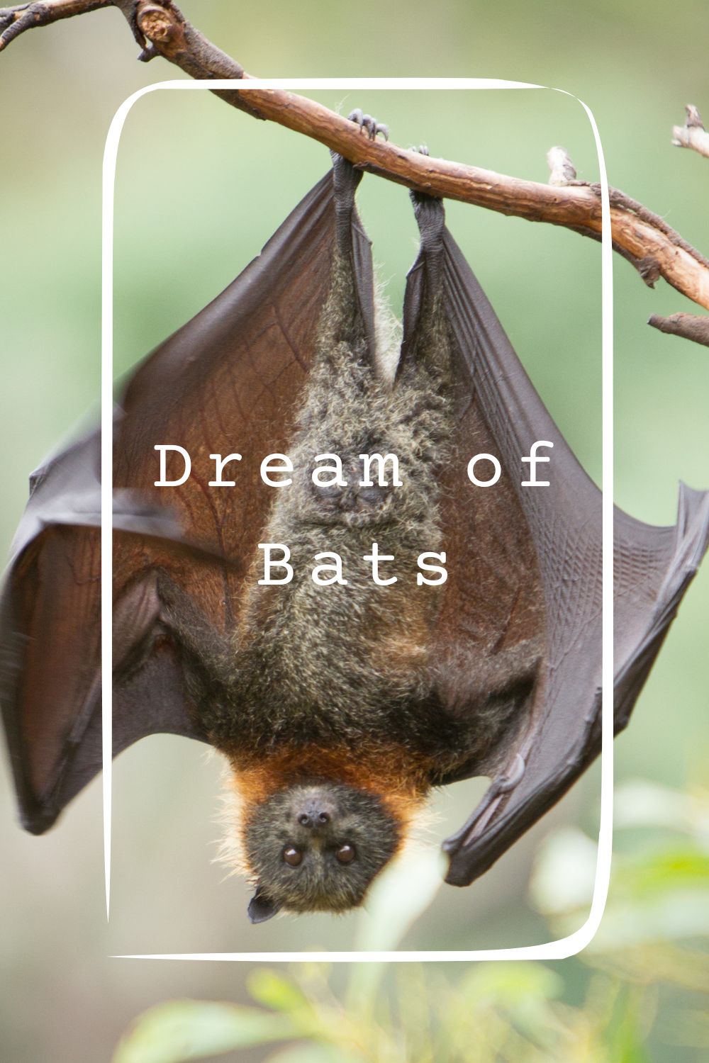 15 Dream of Bats Meanings1