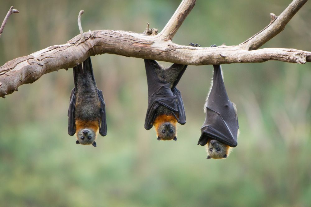 15 Dream of Bats Meanings2