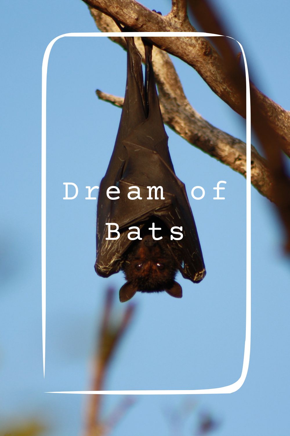 15 Dream of Bats Meanings4