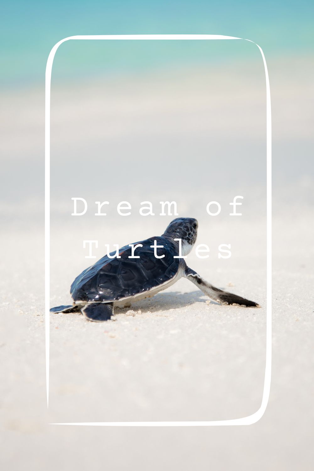8 Dream of Turtles Meanings1