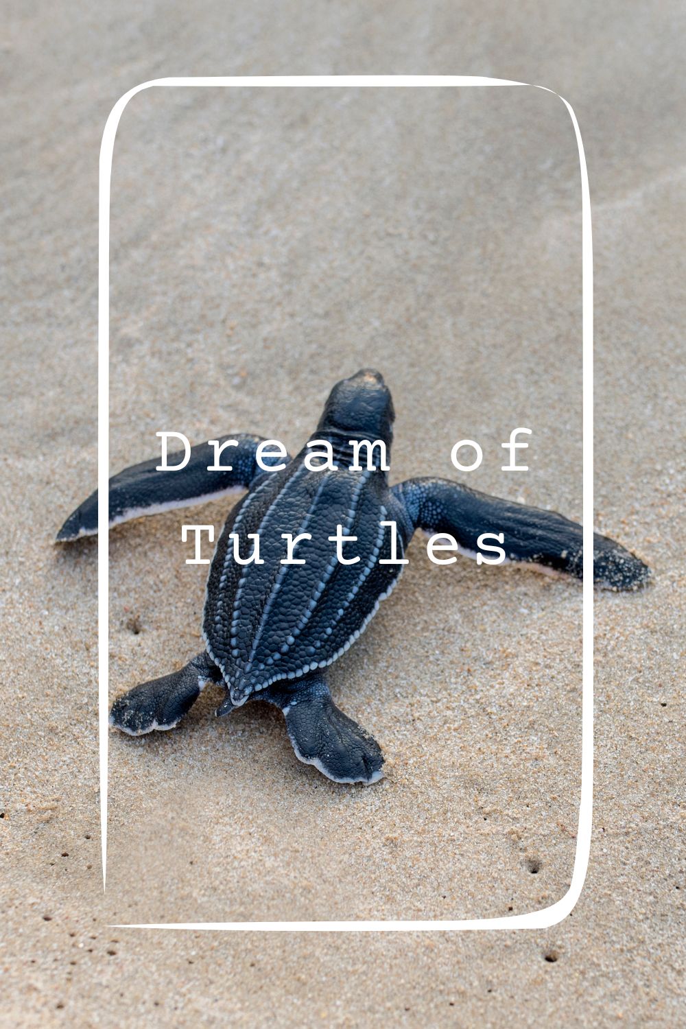 8 Dream of Turtles Meanings4