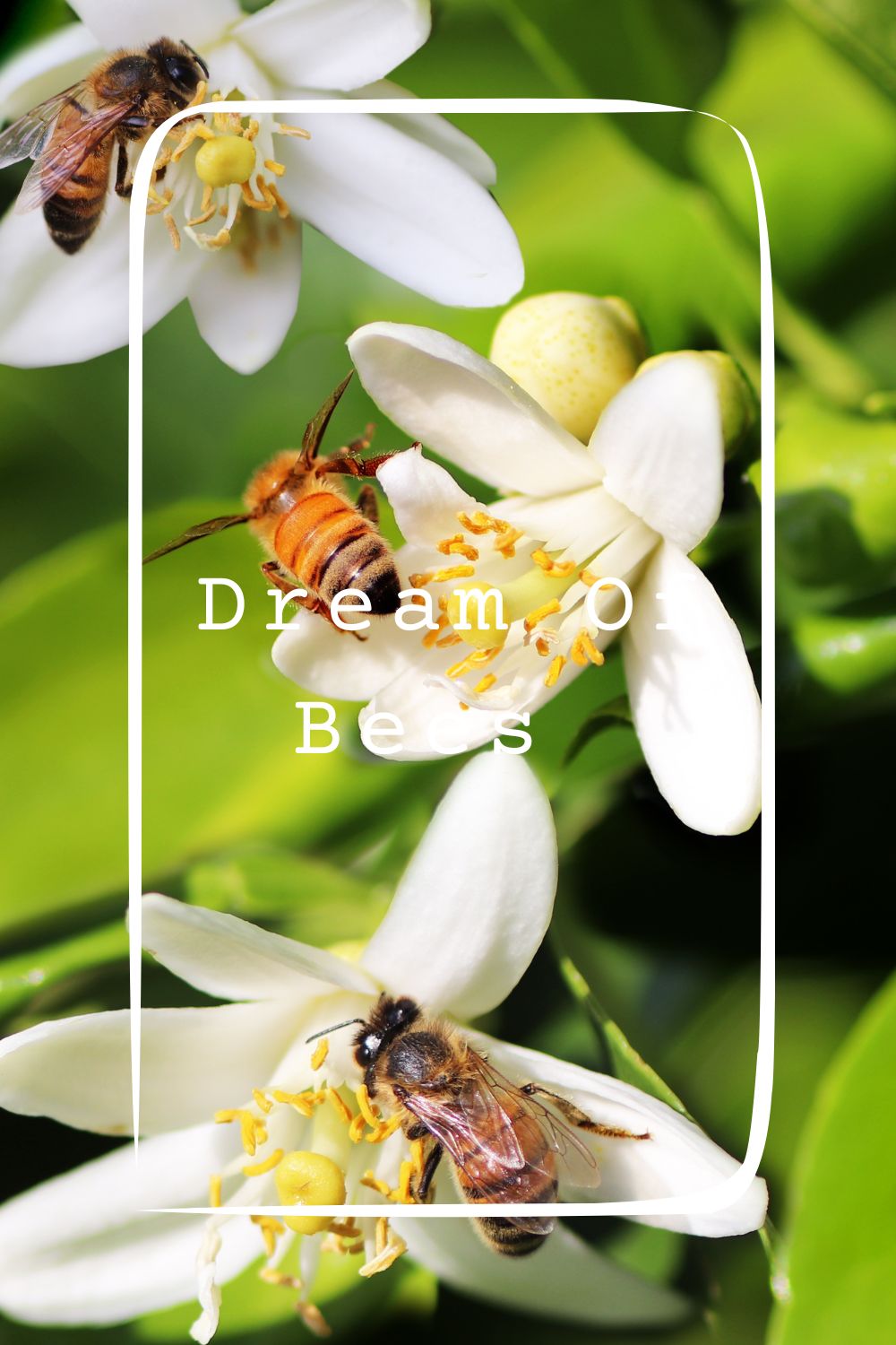 Dream Of Bees Meanings 1