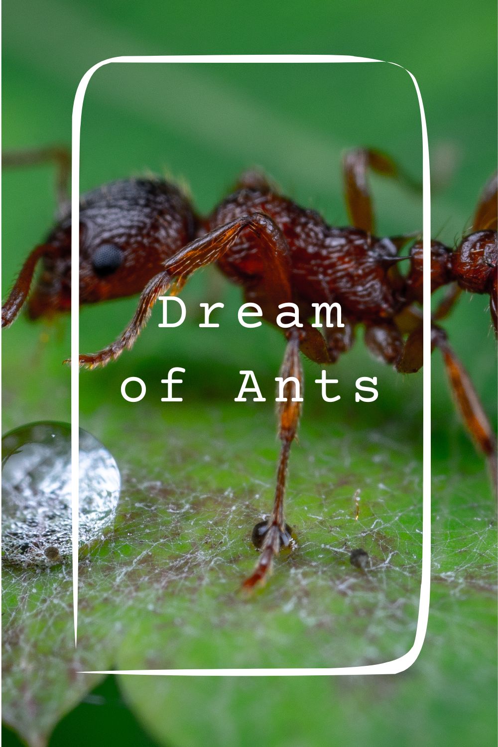 Dream of Ants pin 1
