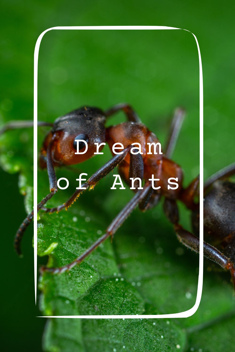 Dream of Ants pin 2