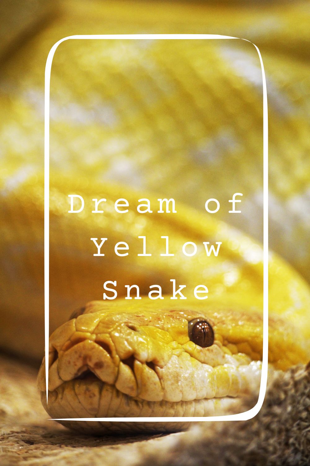 Dream of Yellow Snake 1