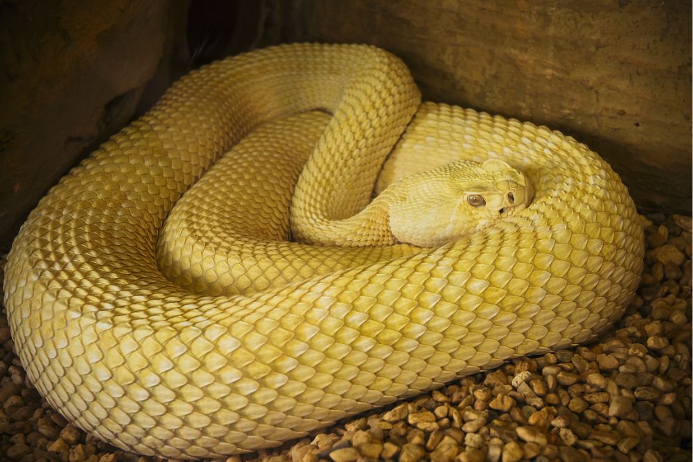 Dream of Yellow Snake 3
