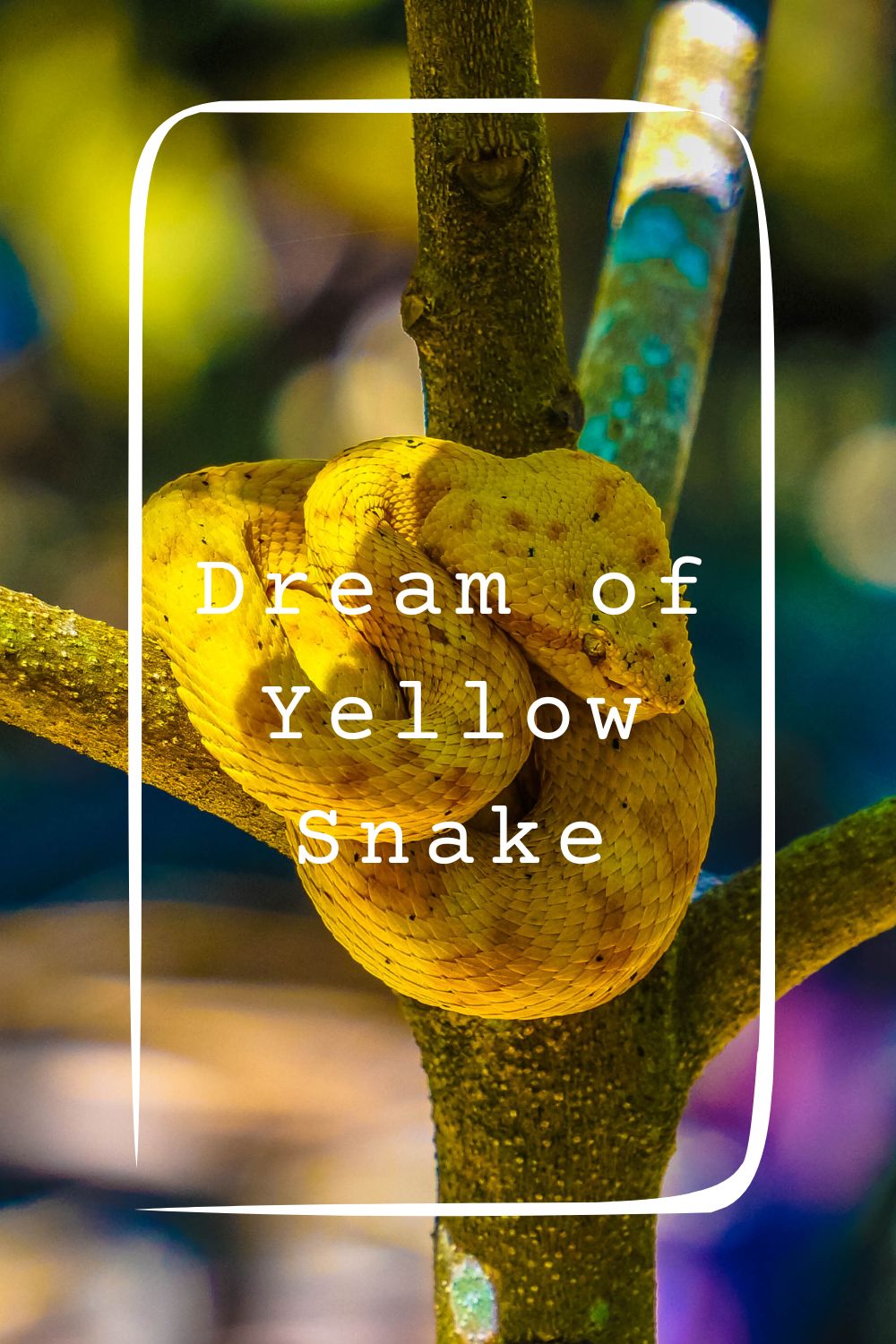 Dream of Yellow Snake 4