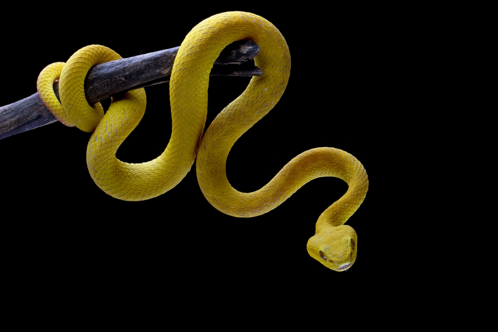 Dream of Yellow Snake
