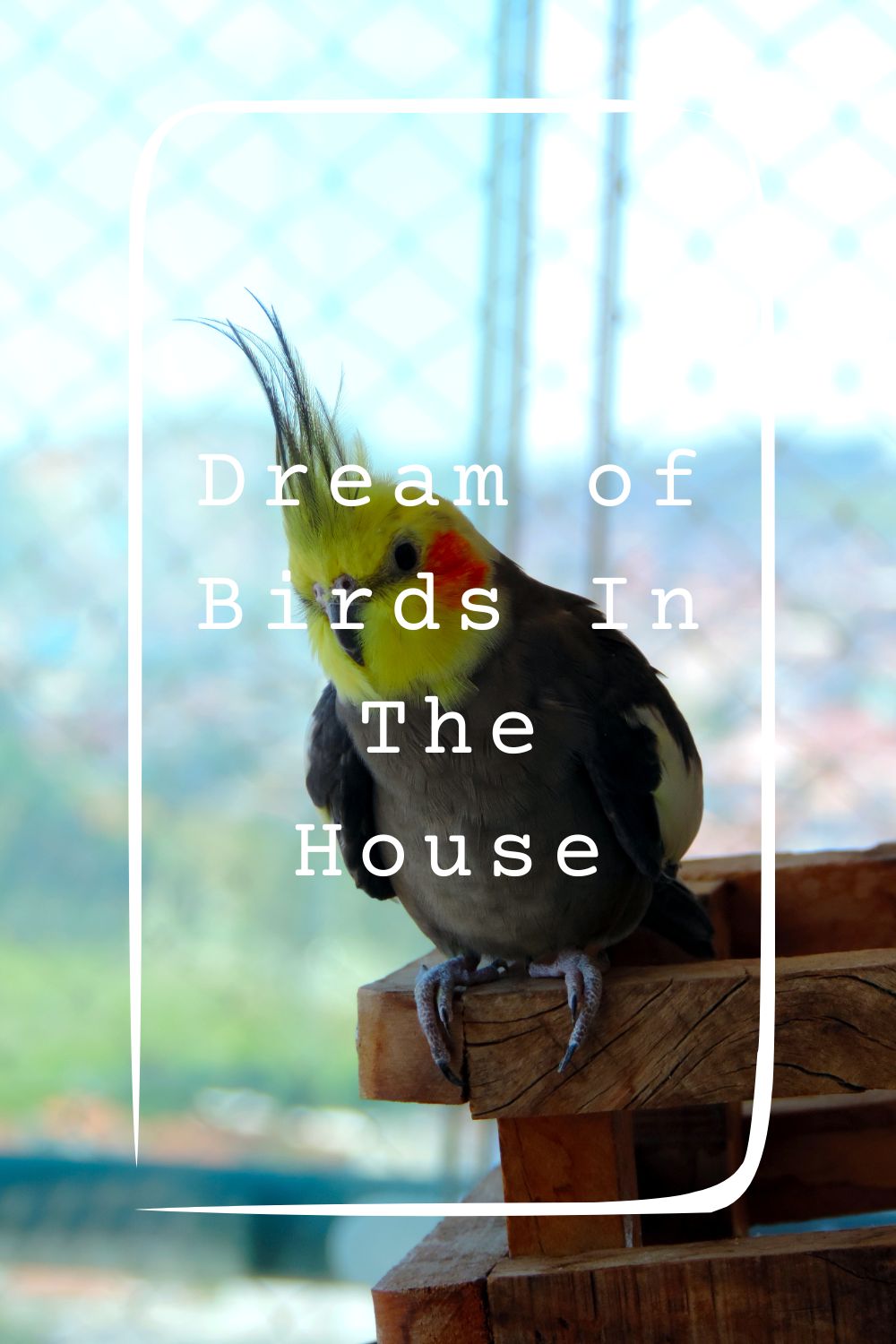 10 Dream of Birds In The House Meanings4