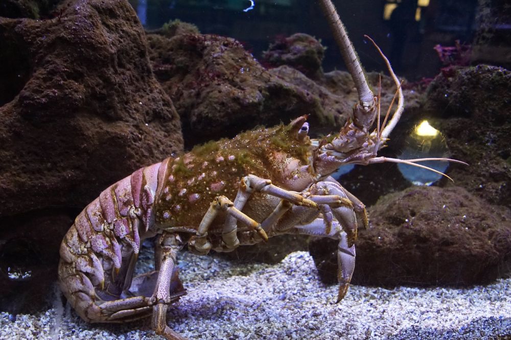 10 Dream of Lobster Meanings
