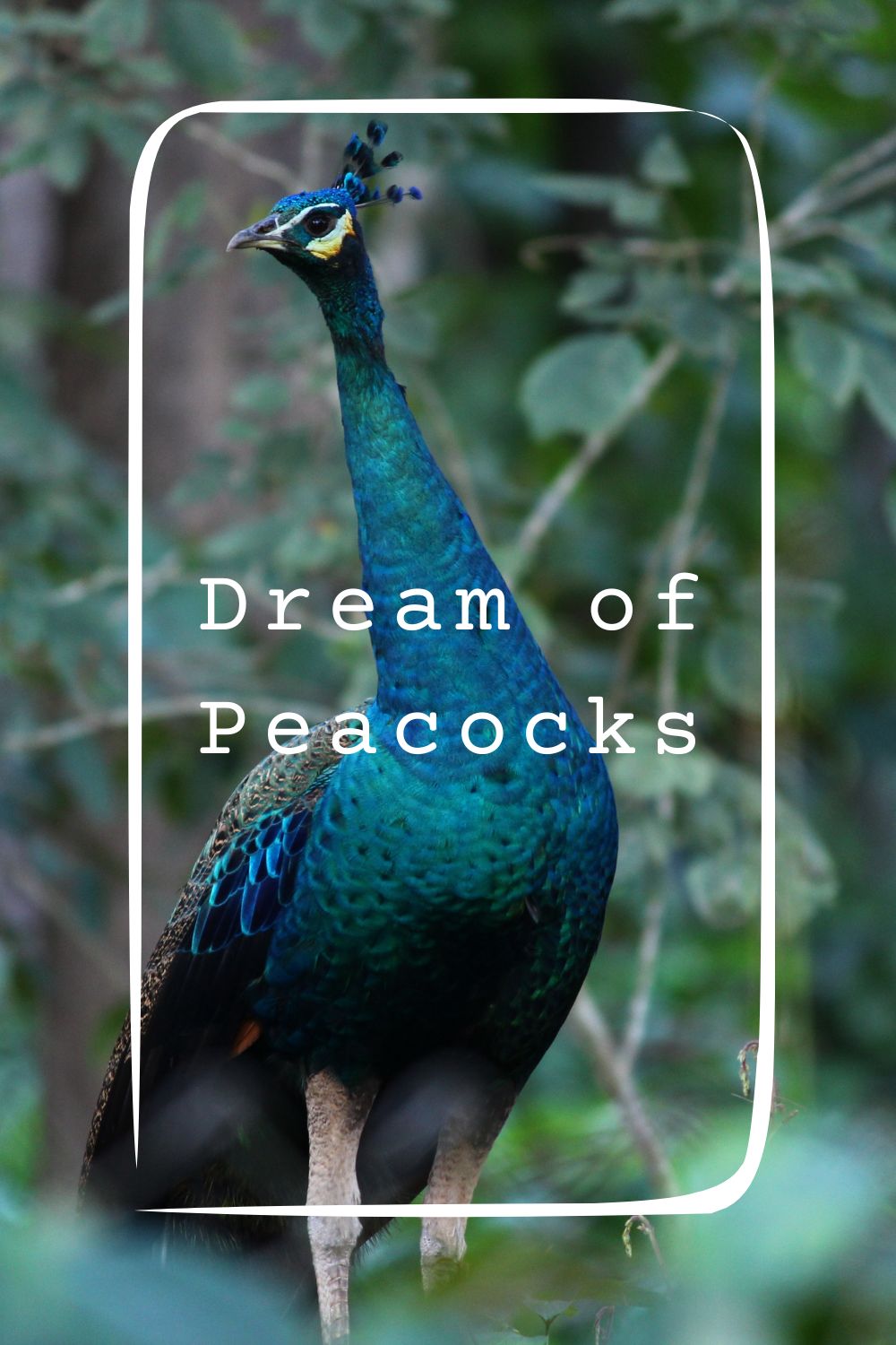 10 Dream of Peacocks Meanings1