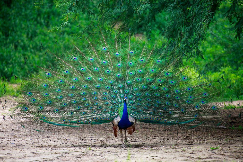 10 Dream of Peacocks Meanings2