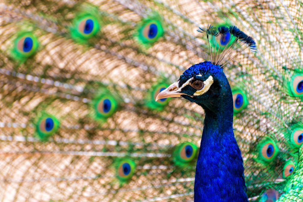 10 Dream of Peacocks Meanings3