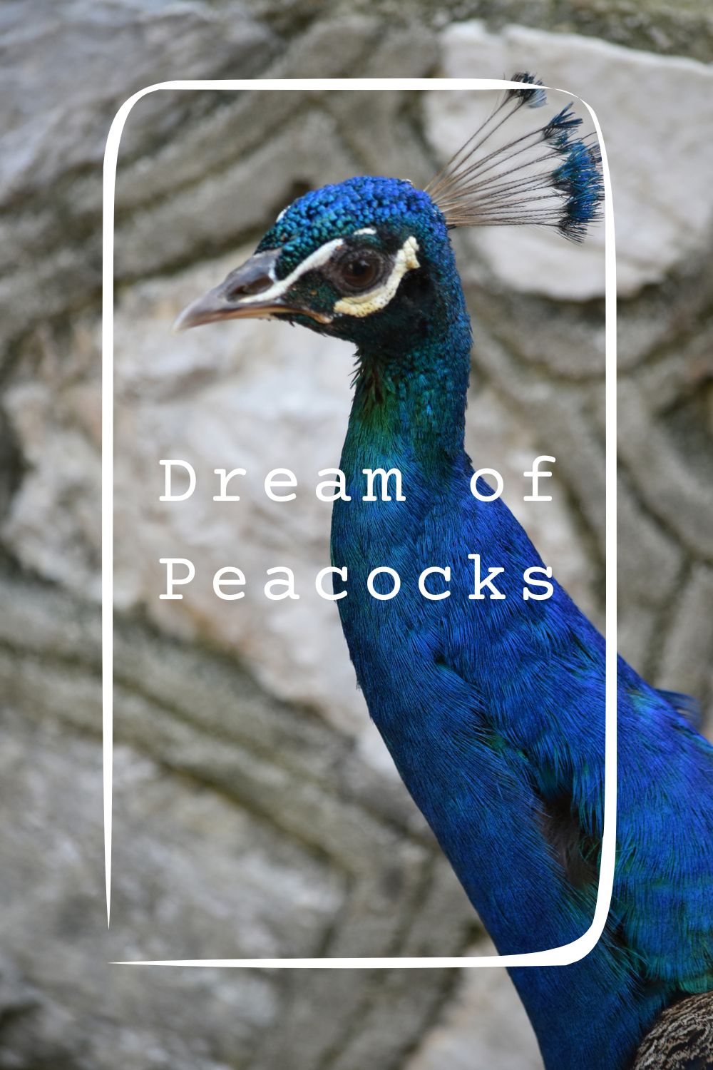 10 Dream of Peacocks Meanings4