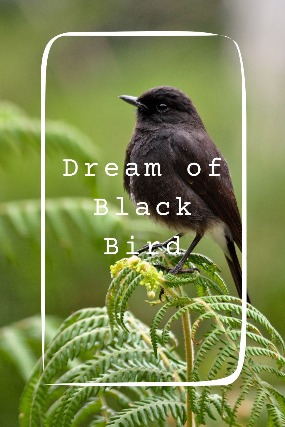 11 Dream of Black Bird Meanings1