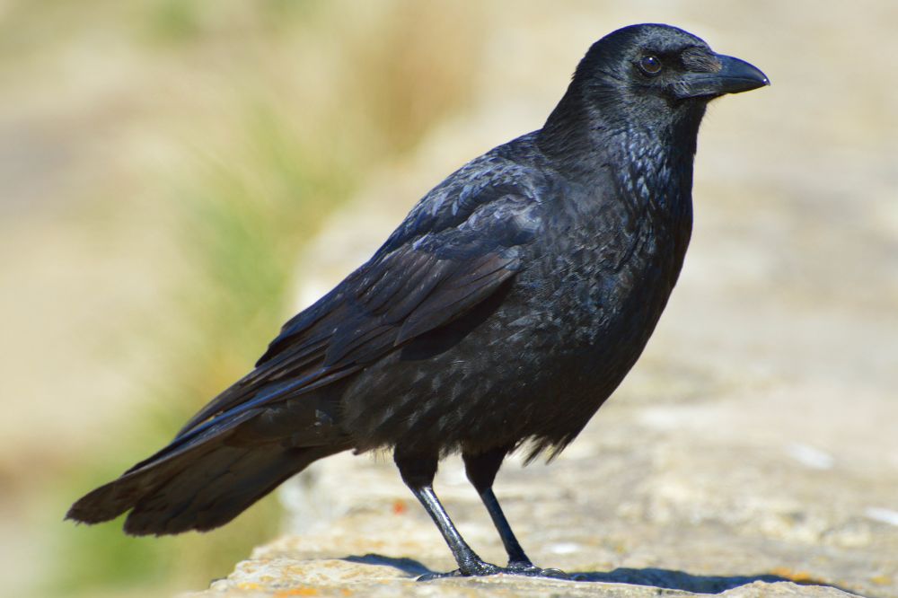 11 Dream of Black Bird Meanings2