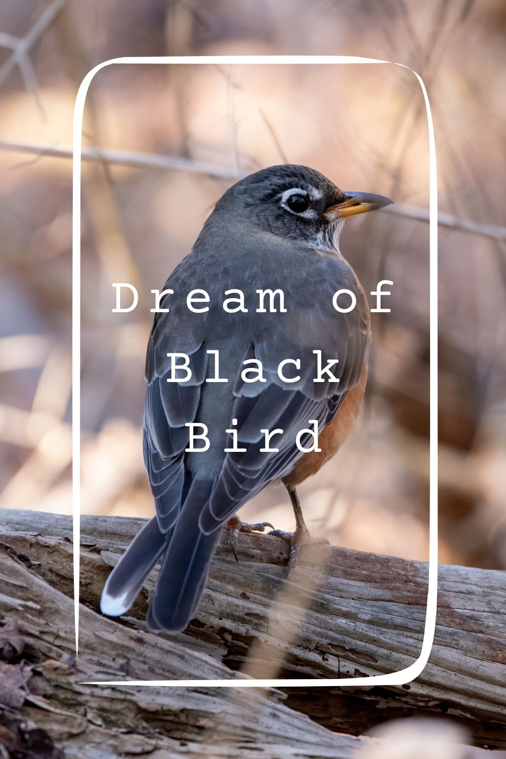 11 Dream of Black Bird Meanings4