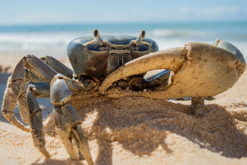 14 Dream of Crabs Meanings