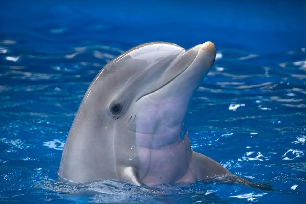 14 Dream of Dolphins Meanings