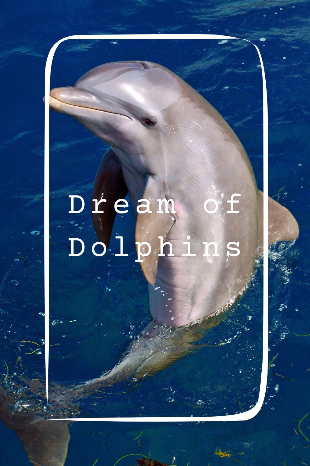 14 Dream of Dolphins Meanings4
