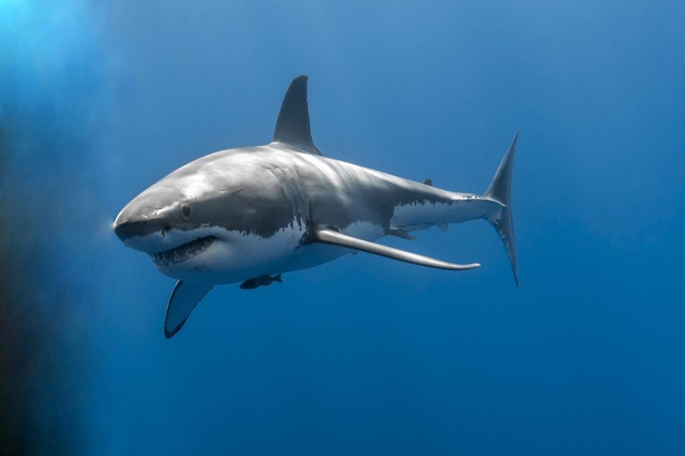 15 Dream of Sharks Meanings