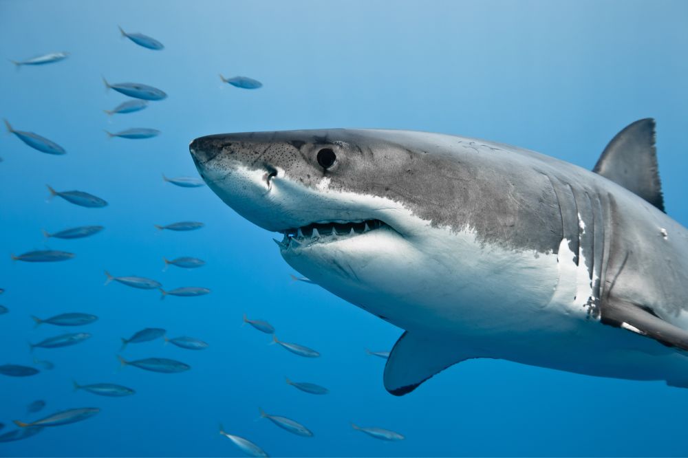 15 Dream of Sharks Meanings2
