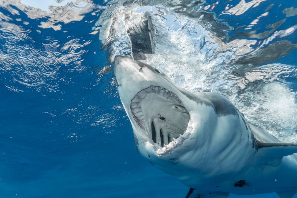 15 Dream of Sharks Meanings3