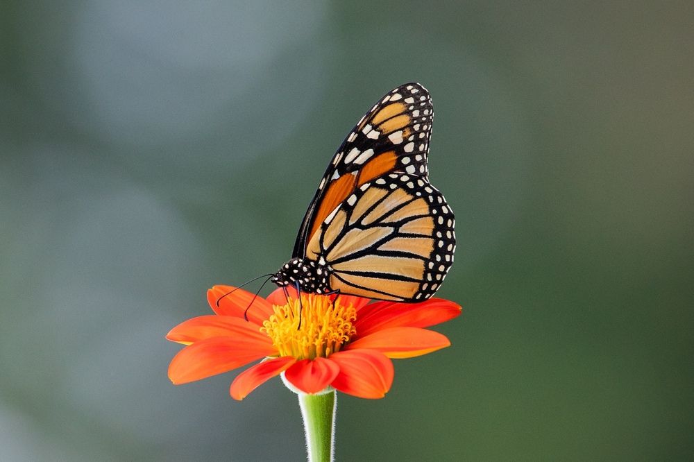 16 Dream of Butterflies Meanings