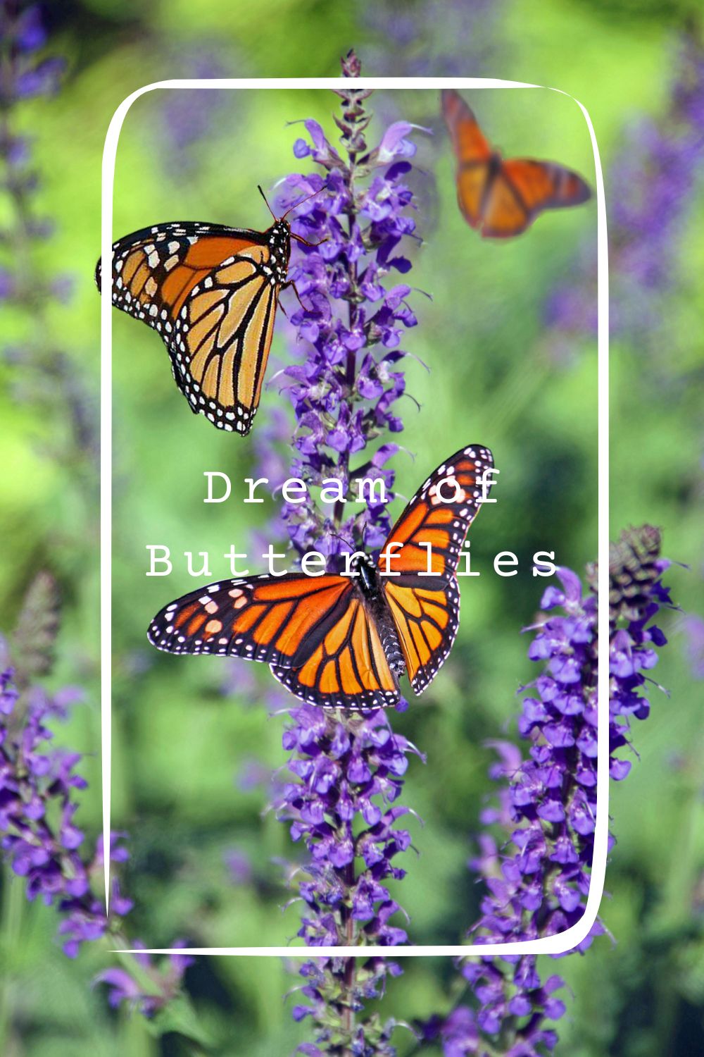 16 Dream of Butterflies Meanings1