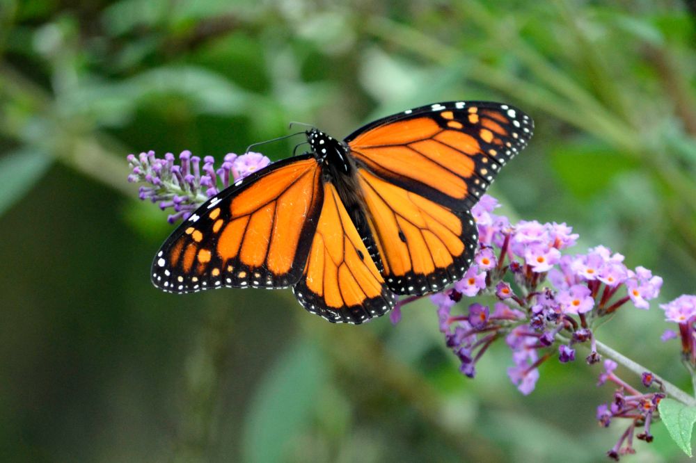 16 Dream of Butterflies Meanings2