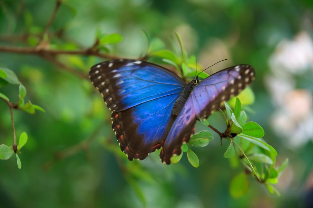16 Dream of Butterflies Meanings3