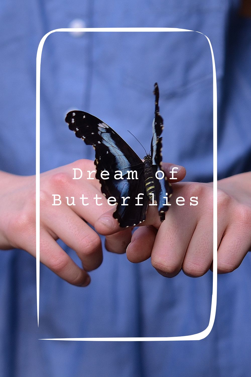 16 Dream of Butterflies Meanings4