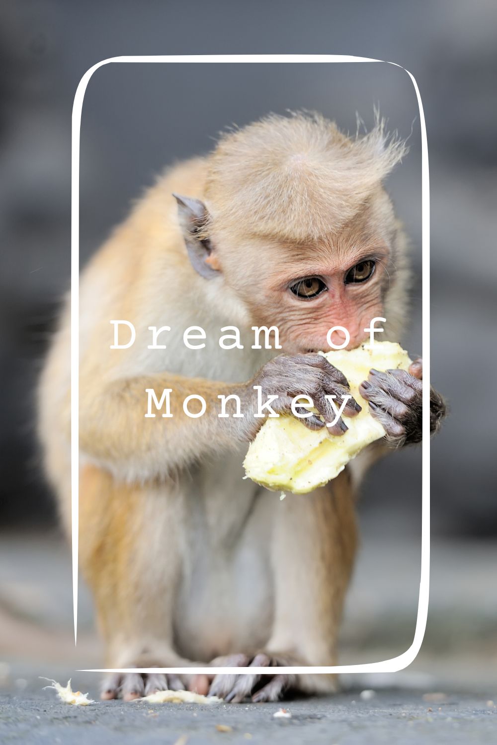 17 Dream of Monkey Meanings1