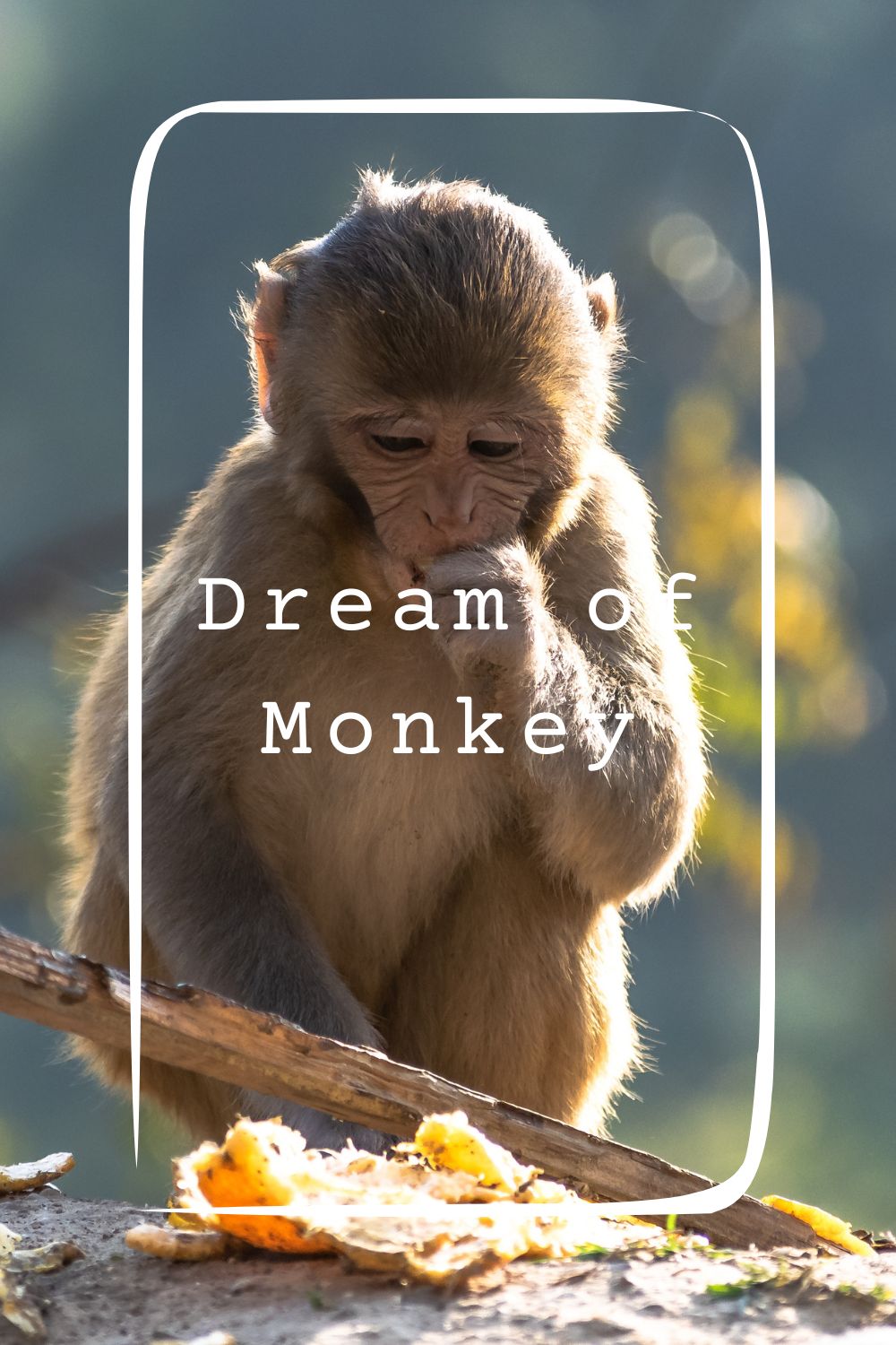 17 Dream of Monkey Meanings4