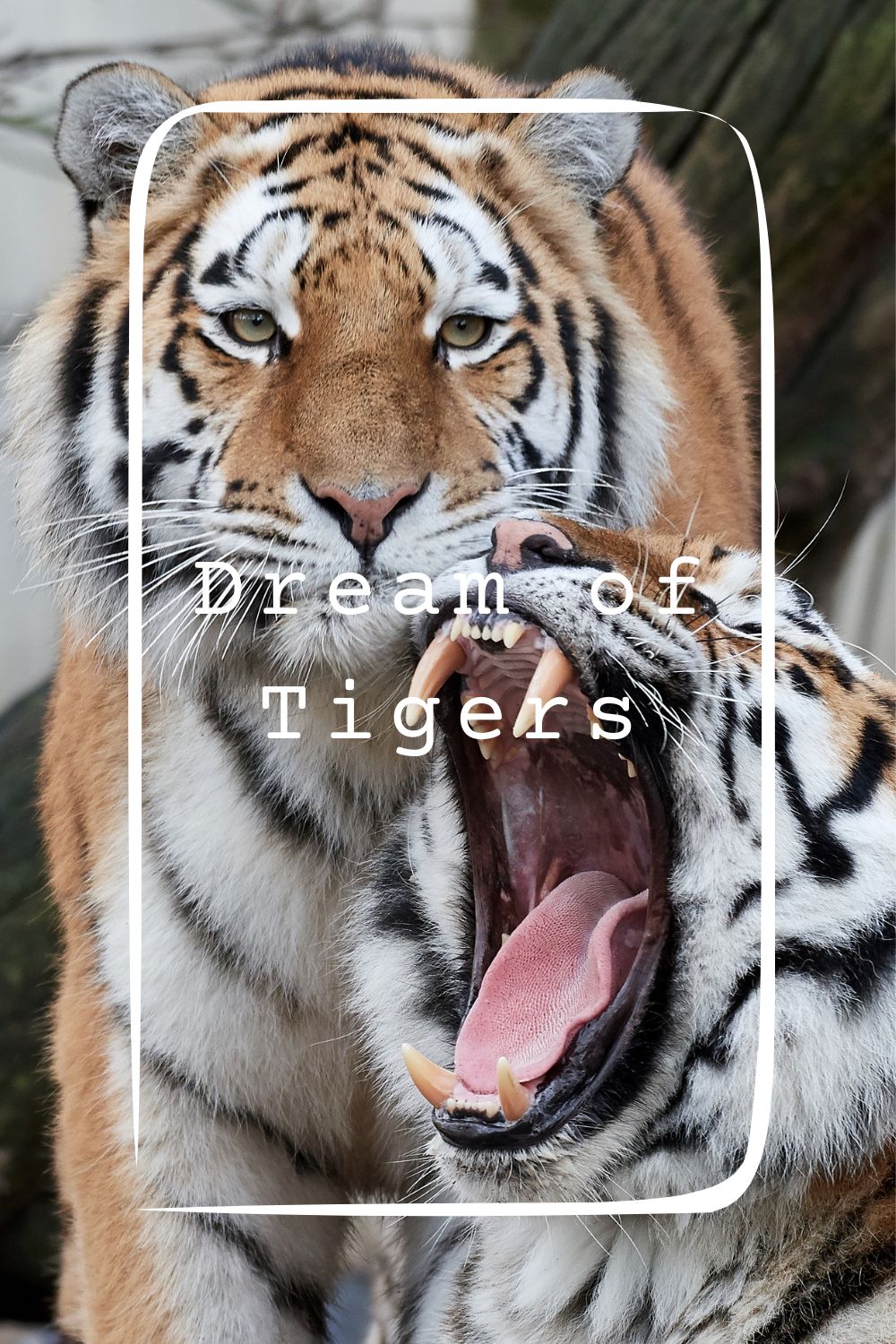 17 Dream of Tigers Meanings1