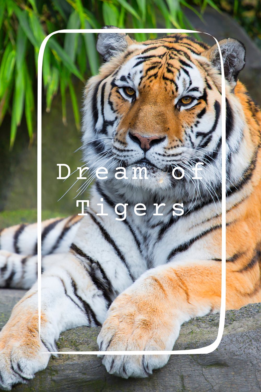17 Dream of Tigers Meanings4