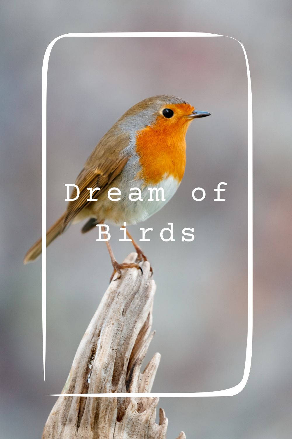 20 Dream of Birds Meanings1