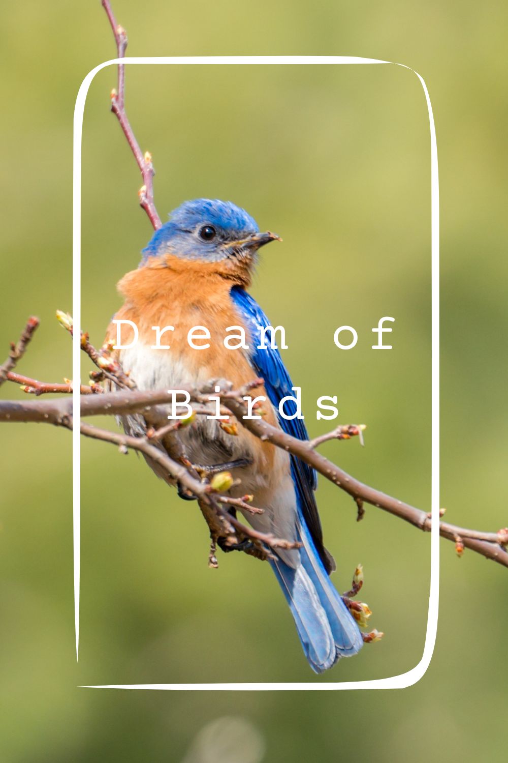 20 Dream of Birds Meanings4