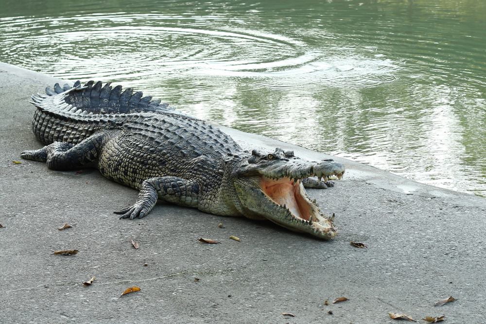 24 Dream of Crocodile Meanings