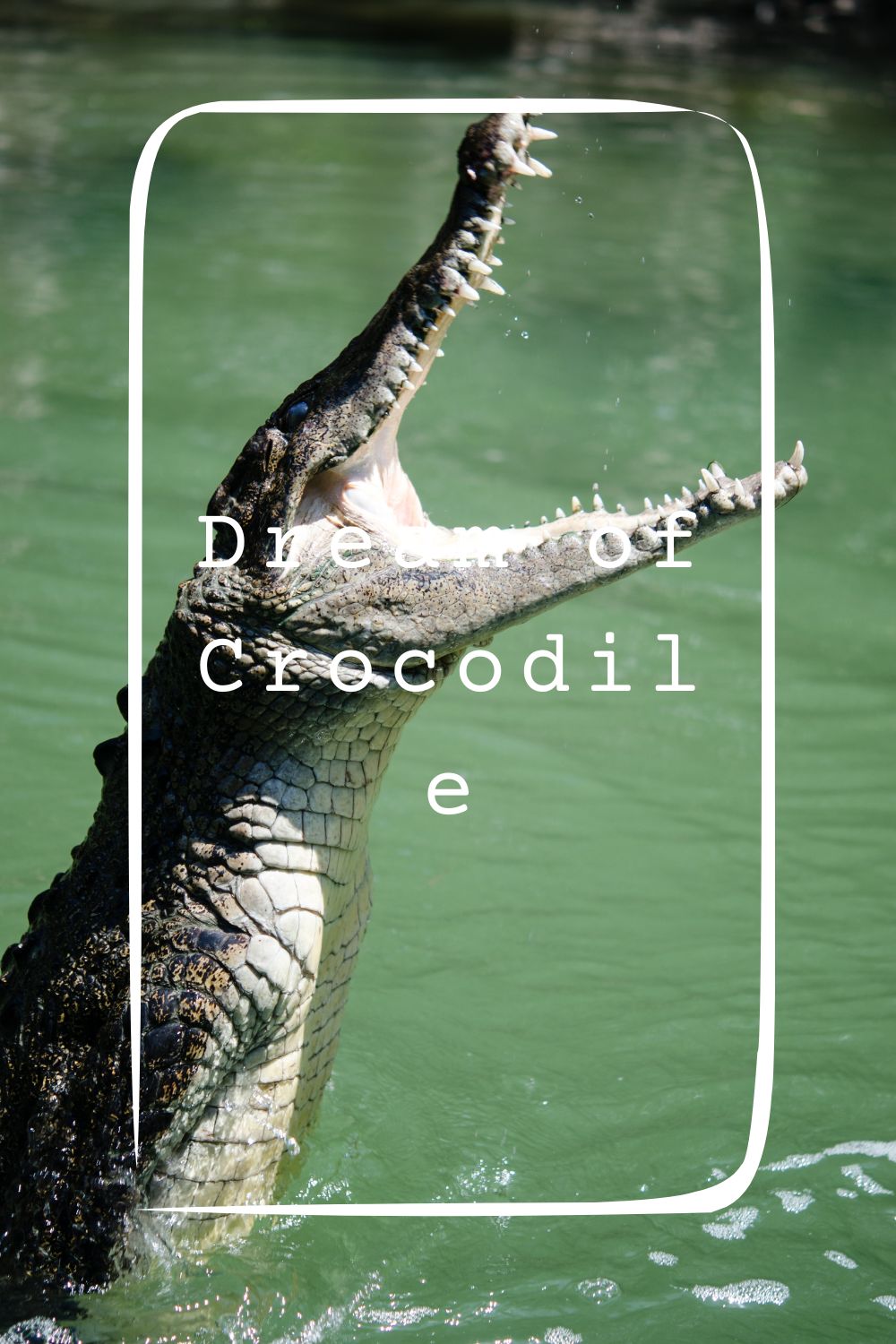 24 Dream of Crocodile Meanings1