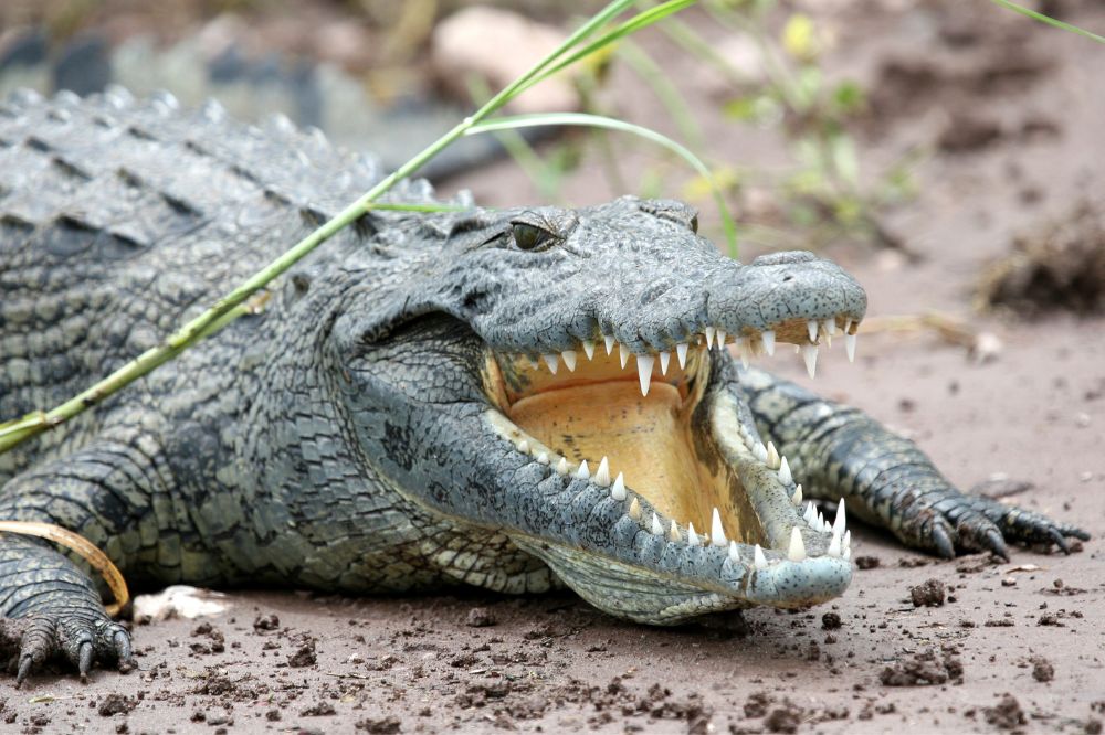 24 Dream of Crocodile Meanings2