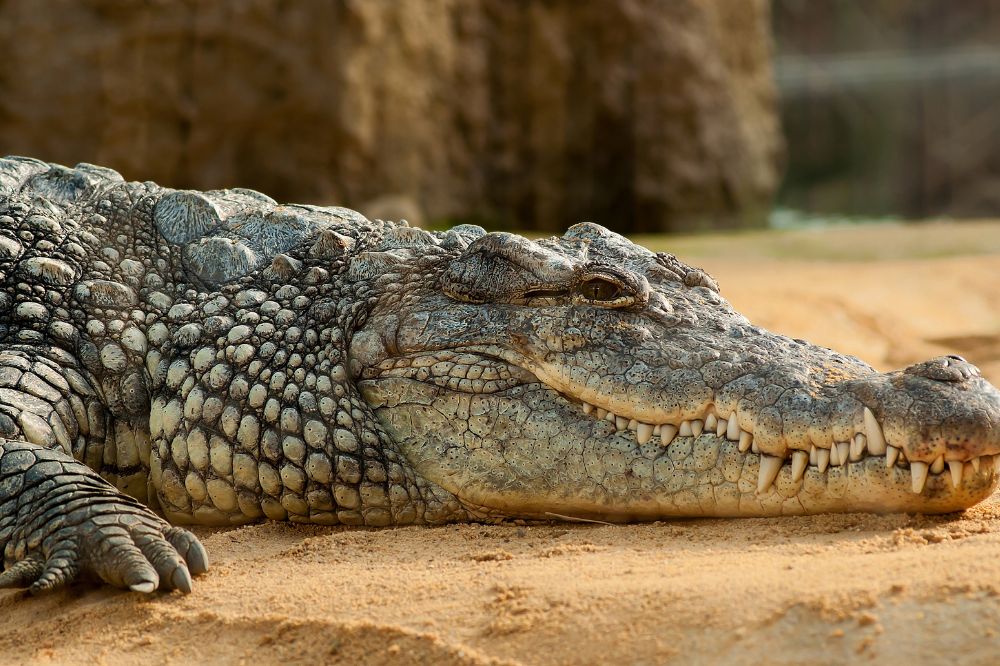 24 Dream of Crocodile Meanings3