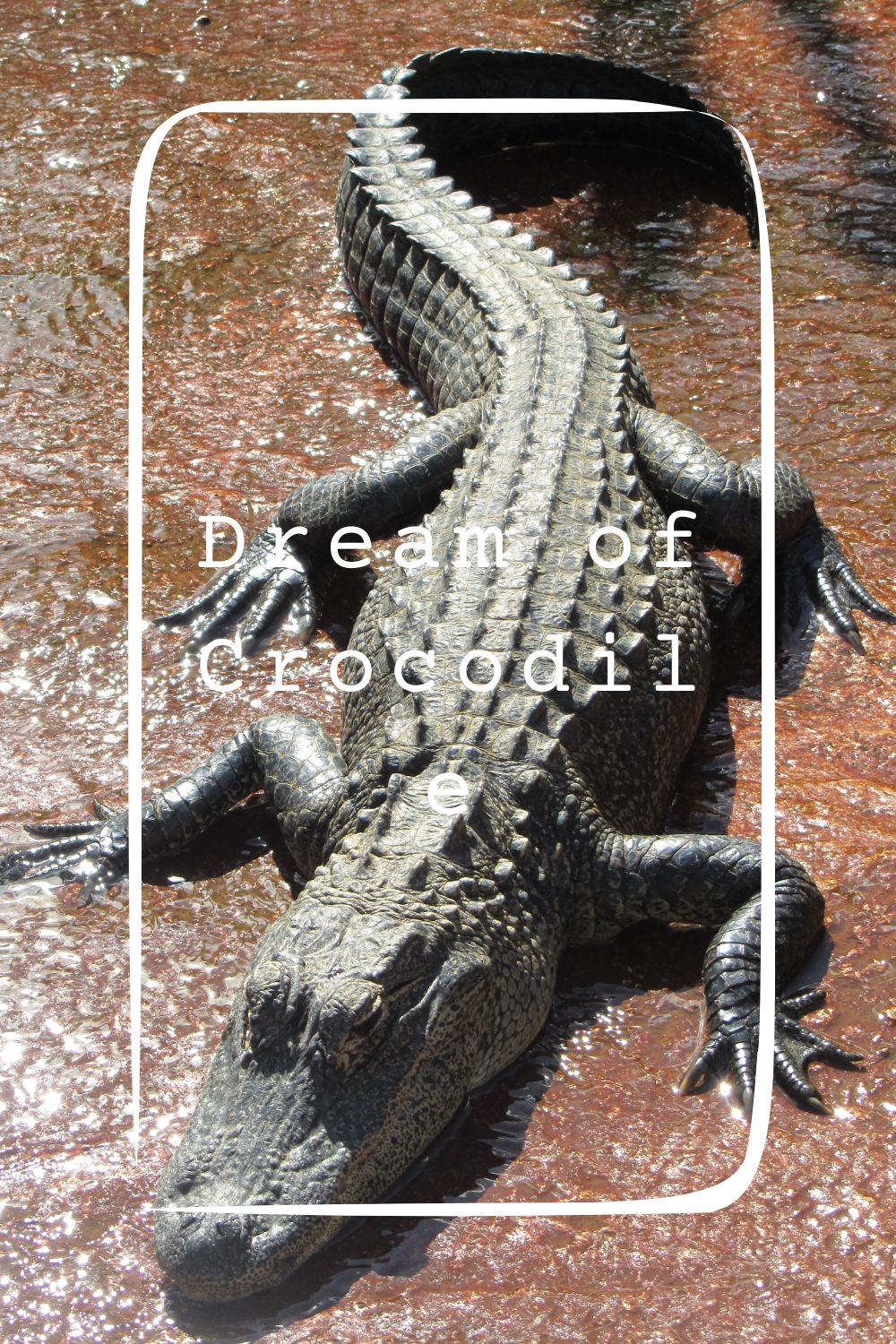 24 Dream of Crocodile Meanings4