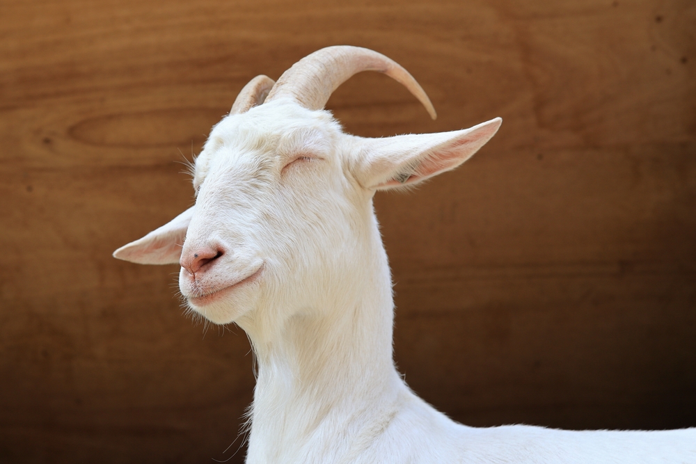 6 Dream of A Goat Meanings