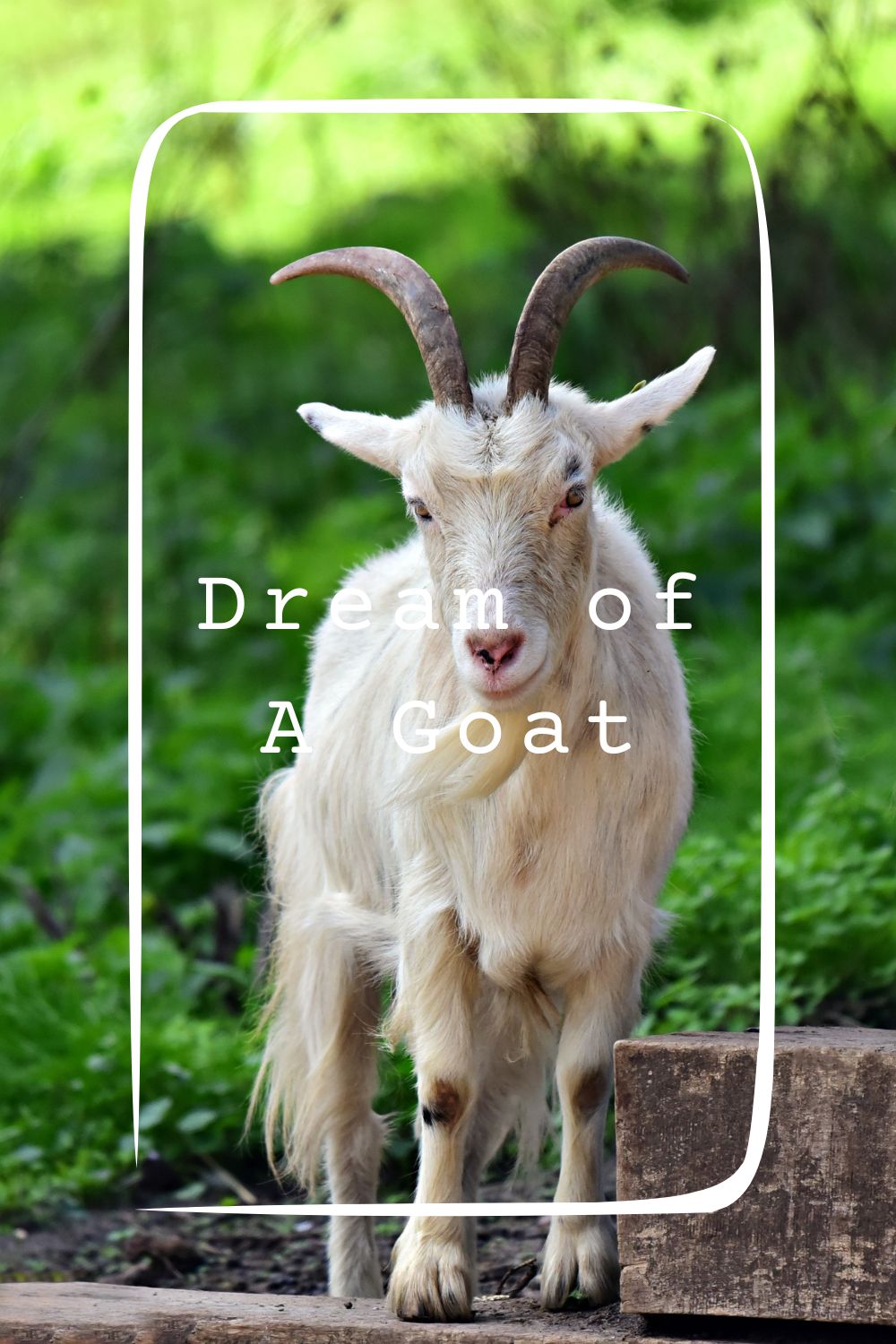6 Dream of A Goat Meanings1