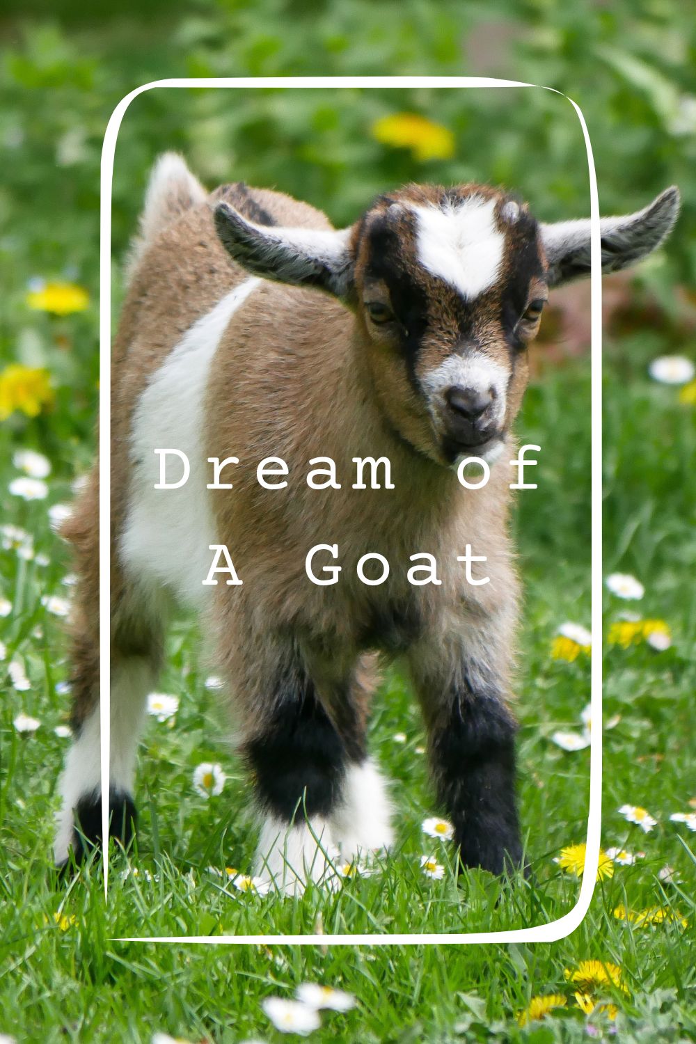 6 Dream of A Goat Meanings4