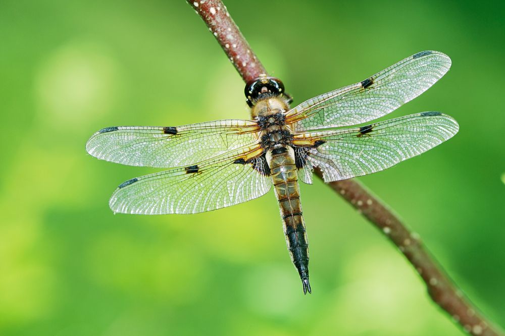 6 Dream of Dragonfly Meanings