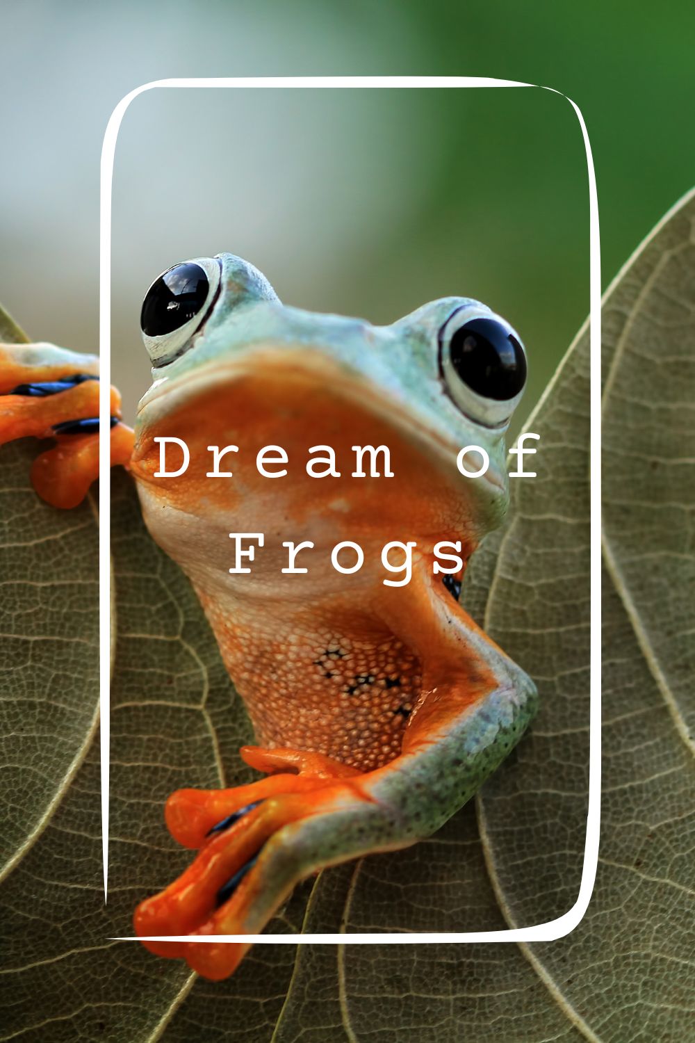 8 Dream of Frogs Meanings4