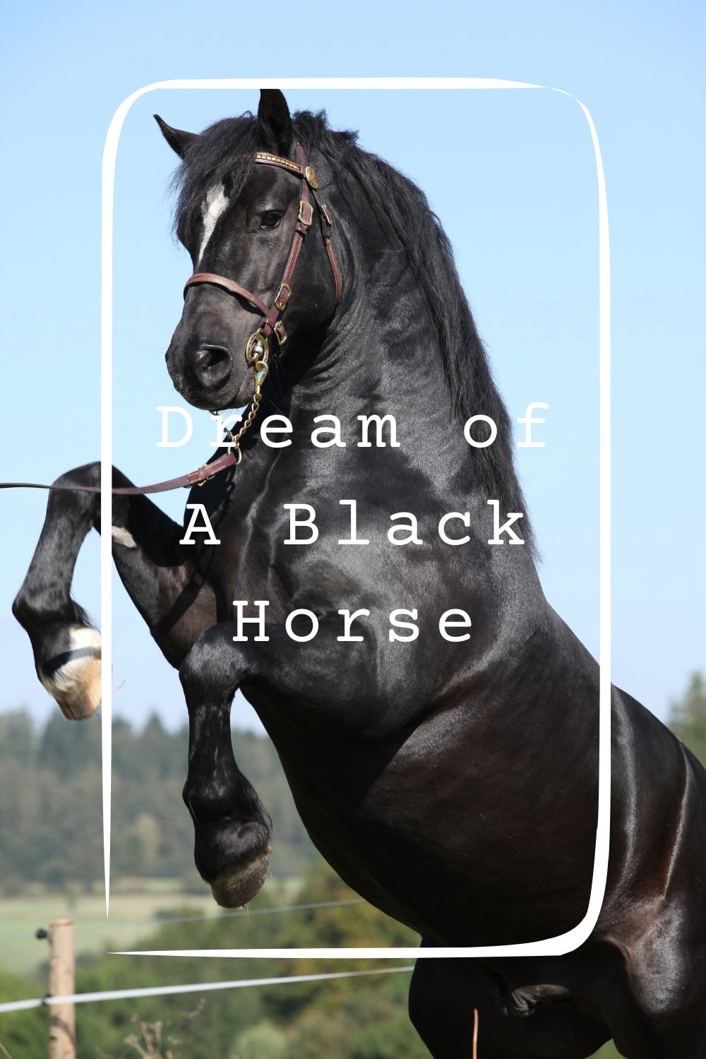 9 Dream of A Black Horse Meanings1
